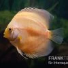 Diskusfisch ASIA-NZ, Symphysodon Discus Golden Panda