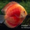 Diskusfisch ASIA-NZ, Symphysodon Discus Red Ruby -Aquariumladen = das Beste. Diskusfisch Symphysodon aequifasciatus 27 Red Ruby 5