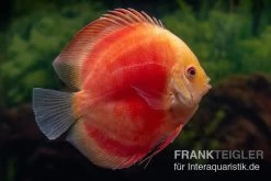 Diskusfisch ASIA-NZ, Symphysodon Discus Red Ruby