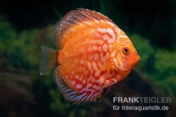 Diskusfisch ASIA-NZ, Symphysodon Discus Pigeon Snake Red Turquoise
