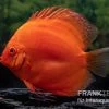 Diskusfisch ASIA-NZ, Symphysodon Discus Super Red -Aquariumladen = das Beste. Diskusfisch Symphysodon aequifasciatus 30 Super Red 3