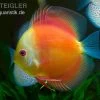 Diskusfisch ASIA-NZ, Symphysodon Discus Red Doll (Red Melon) -Aquariumladen = das Beste. Diskusfisch Symphysodon discus Red Melon