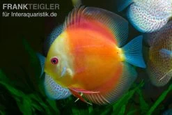 Diskusfisch ASIA-NZ, Symphysodon Discus Red Doll (Red Melon)