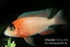 Drachenblut-Kaiserbuntbarsch, Aulonocara Spec. Dragon Blood -Aquariumladen = das Beste. Drachenblut Kaiserbuntbarsch Aulonocara spec Dragon Blood 1