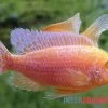 Drachenblut-Kaiserbuntbarsch, Aulonocara Spec. Dragon Blood -Aquariumladen = das Beste. Drachenblut Kaiserbuntbarsch Aulonocara spec Dragon Blood 1 1