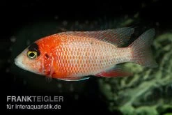 Drachenblut-Kaiserbuntbarsch, Aulonocara Spec. Dragon Blood -Aquariumladen = das Beste. Drachenblut Kaiserbuntbarsch Aulonocara spec Dragon Blood 2