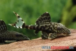 Dunkelbrauner Riesenharnischwels, Panaque Schaeferi (L 203) -Aquariumladen = das Beste. Dunkelbrauner Riesenharnischwels Panaque schaeferi L203 L90c 1