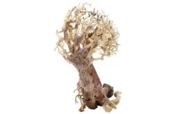 Dupla Crooked Root L, Handgemachte Aquariendeko -Aquariumladen = das Beste. Dupla Crooked Root L 3