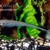 Grüner Messerfisch, Eigenmannia Virescens -Aquariumladen = das Beste. Eigenmannia virescens gruener messerfisch 2