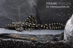 Elfenwels, Acanthicus Adonis