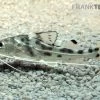 Engel-Antennenwels, Pimelodus Pictus -Aquariumladen = das Beste. Engel Antennenwels Pimelodus pictus neu 1