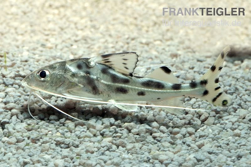 Verschiedene EngelAntennenwels, Pimelodus PictusStile für eine