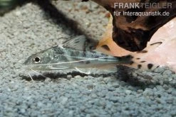 Engel-Antennenwels, Pimelodus Pictus -Aquariumladen = das Beste. Engel Antennenwels Pimelodus pictus neu 2