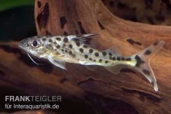 Engel-Antennenwels, Pimelodus Pictus -Aquariumladen = das Beste. Engel Antennenwels Pimelodus pictus neu 3