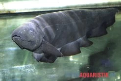 Entenkopf-Messerfisch, Parapteronotus Bonapartii 5 Entenkopf-Messerfisch, Parapteronotus Bonapartii -Aquariumladen = das Beste. Entenkopf Messerfisch Parapteronotus bonapartii 2