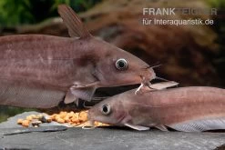 Equinus-Korallenwels, Neosilurus Equinus 12 Equinus-Korallenwels, Neosilurus Equinus -Aquariumladen = das Beste. Equinus Korallenwels Neosilurus equinus 2