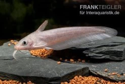 Equinus-Korallenwels, Neosilurus Equinus 14 Equinus-Korallenwels, Neosilurus Equinus -Aquariumladen = das Beste. Equinus Korallenwels Neosilurus equinus 4