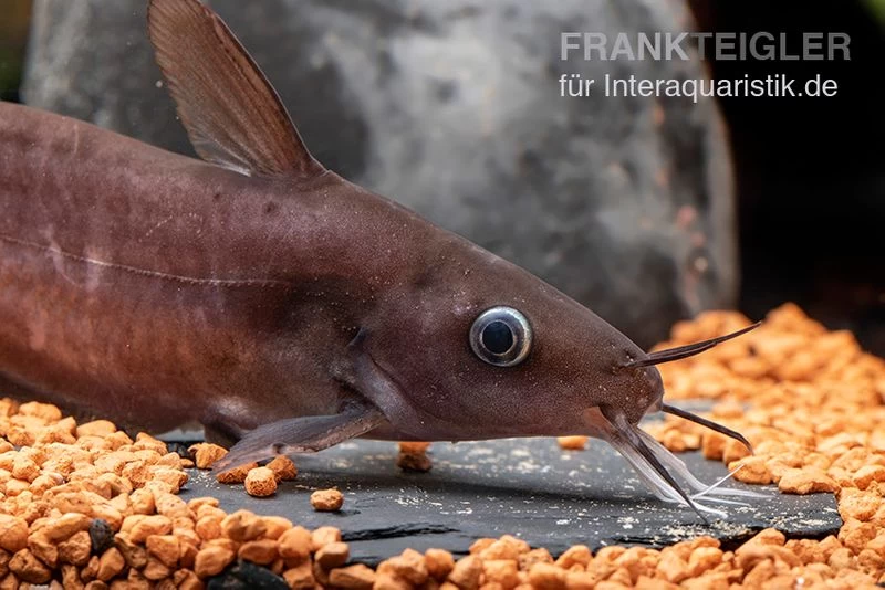 Equinus-Korallenwels, Neosilurus Equinus 8 Equinus-Korallenwels, Neosilurus Equinus – Bild 6