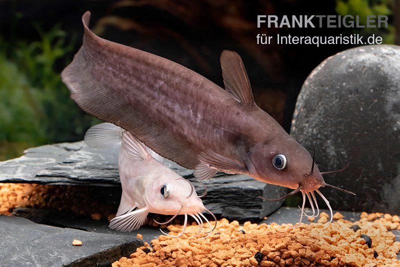 Equinus-Korallenwels, Neosilurus Equinus 9 Equinus-Korallenwels, Neosilurus Equinus – Bild 7