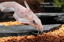 Equinus-Korallenwels, Neosilurus Equinus 18 Equinus-Korallenwels, Neosilurus Equinus -Aquariumladen = das Beste. Equinus Korallenwels Neosilurus equinus 8