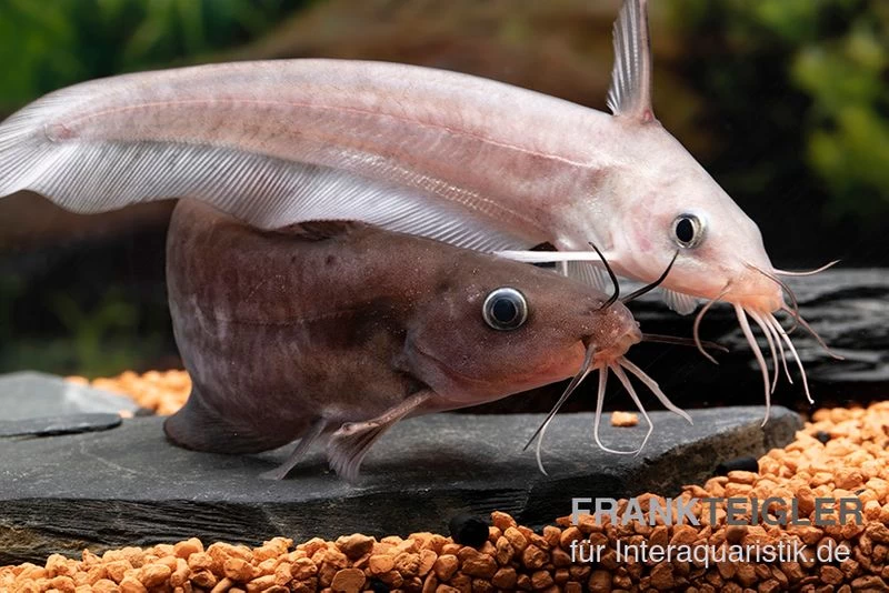 Equinus-Korallenwels, Neosilurus Equinus 11 Equinus-Korallenwels, Neosilurus Equinus – Bild 9