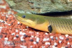 Flösselaal, Erpetoichthys Calabaricus, 18-25 Cm 5 Flösselaal, Erpetoichthys Calabaricus, 18-25 Cm -Aquariumladen = das Beste. Erpetoichthys calabaricus floesselaal 2
