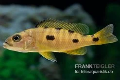 Gelber Anagenys-Cichlide, Exochochromis Anagenys Yellow