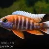 Feenbuntbarsch, Aulonocara Jacobfreibergi -Aquariumladen = das Beste. Feenbuntbarsch Aulonocara jacobfreibergi