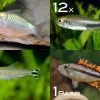Zierfisch-Sortiment Amazonas Für 100 Cm 1 Zierfisch-Sortiment Amazonas Für 100 Cm -Aquariumladen = das Beste. Fischsortiment Amazonas 100