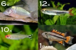 Zierfisch-Sortiment Amazonas Für 100 Cm