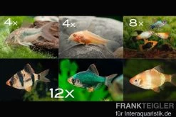 Zierfisch-Sortiment Hartwasser Für 100 Cm