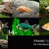 Zierfisch-Sortiment Hartwasser Für 120 Cm -Aquariumladen = das Beste. Fischsortiment Hartwasser 120