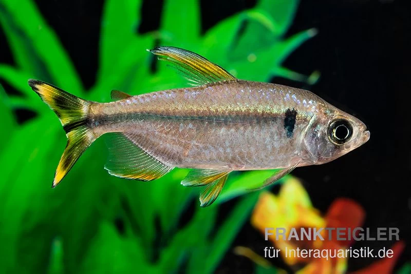 Flammenkongosalmler, Alestopetersius Nigropterus 3 Flammenkongosalmler, Alestopetersius Nigropterus