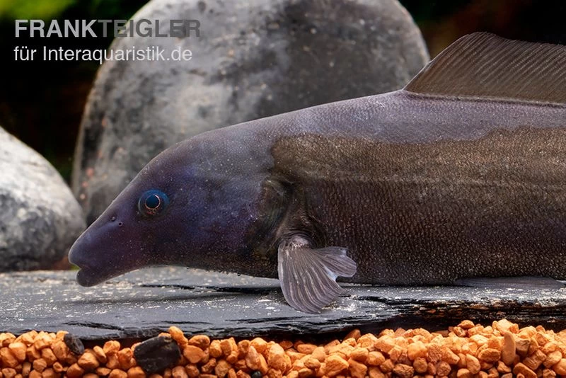 Flaschenmaul-Nilhecht, Mormyrus Longirostris 4 Flaschenmaul-Nilhecht, Mormyrus Longirostris – Bild 2