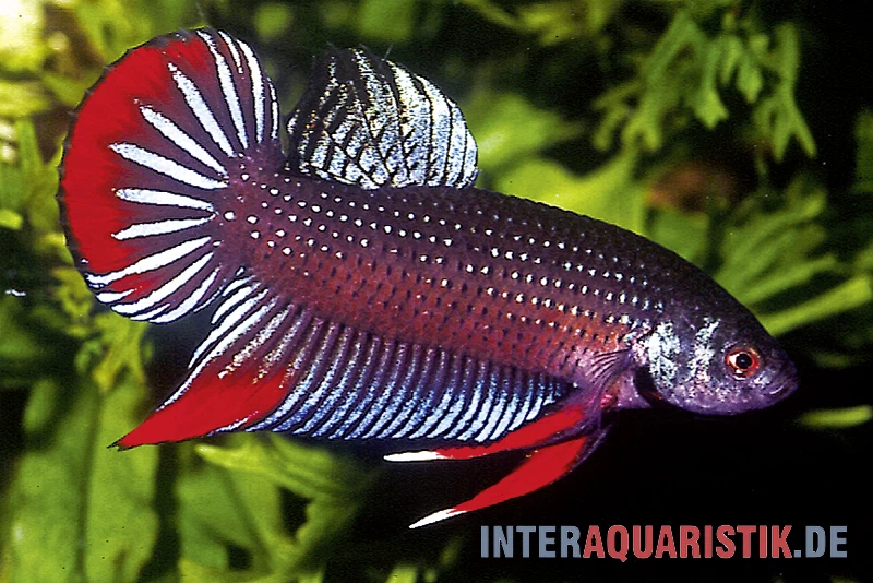Friedlicher Kampffisch, Betta Imbellis 3 Friedlicher Kampffisch, Betta Imbellis
