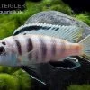 Fsh Perlosi, Hybride Aus Pseudotropheus/Labidochromis, DNZ 2 Fsh Perlosi, Hybride Aus Pseudotropheus/Labidochromis, DNZ -Aquariumladen = das Beste. Fsh perlosi