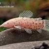 Gemalter Schwielenwels Albino, Hoplosternum Thoracatum -Aquariumladen = das Beste. Gemalter Schwielenwels Hoplosternum thoracatum albino