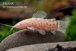 Gemalter Schwielenwels Albino, Hoplosternum Thoracatum
