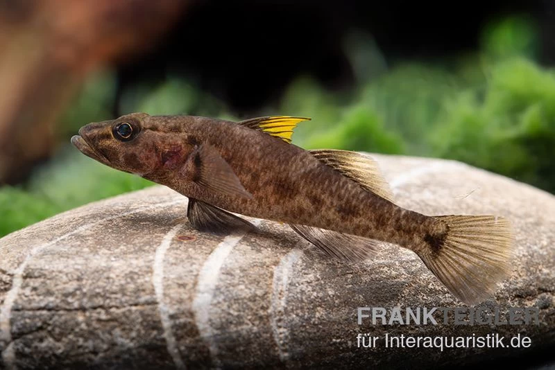 Towuti-Gelbflossengrundel, Glossogobius Flavipinnis 4 Towuti-Gelbflossengrundel, Glossogobius Flavipinnis – Bild 2