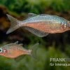 Gidomen-Regenbogenfisch, Glossolepis Spec. Gidomen, 5 Tiere 2 Gidomen-Regenbogenfisch, Glossolepis Spec. Gidomen, 5 Tiere -Aquariumladen = das Beste. Glossolepis Spec Gidomen village