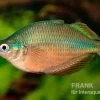 Dorityi-Regenbogenfisch, Glossolepis Dorityi, 5 Tiere -Aquariumladen = das Beste. Glossolepis dorityi 14