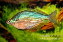Dorityi-Regenbogenfisch, Glossolepis Dorityi, 5 Tiere -Aquariumladen = das Beste. Glossolepis dorityi 7