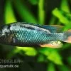 Glühkohlenmaulbrüter, Astatotilapia Nubila -Aquariumladen = das Beste. Gluehkohlenmaulbrueter Astatotilapia nubila