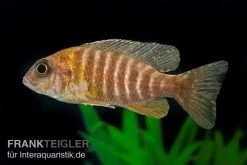 Goldener Kaiserbuntbarsch, Aulonocara Maleri Maleri, DNZ -Aquariumladen = das Beste. Goldener Kaiserbuntbarsch Aulonocara marlieri 2