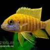 Goldener Kaiserbuntbarsch, Aulonocara Maleri Maleri, DNZ -Aquariumladen = das Beste. Goldener Kaiserbuntbarsch Aulonocara marlieri 3