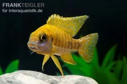 Goldener Kaiserbuntbarsch, Aulonocara Maleri Maleri, DNZ -Aquariumladen = das Beste. Goldener Kaiserbuntbarsch Aulonocara marlieri 4