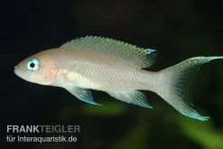 Gracilis-Buntbarsch, Neolamprologus Gracilis
