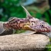 Greshoffs Fiederbartwels, Synodontis Greshoffi -Aquariumladen = das Beste. Greshoffs Fiederbartwels Synodontis greshoffi 1