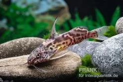 Greshoffs Fiederbartwels, Synodontis Greshoffi -Aquariumladen = das Beste. Greshoffs Fiederbartwels Synodontis greshoffi 2