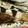 Großer Harlekinwels, Pseudopimelodus Bufonius -Aquariumladen = das Beste. Grosser Harlekinwels Pseudopimelodus bufonius 1
